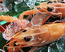 おすすめ厳選食材