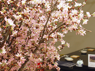 季節の宴席「桜見の宴」